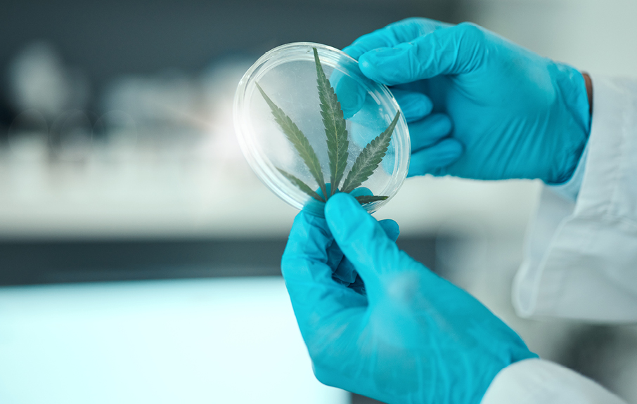From Weighing to Waste: Streamlining High-Stakes Food and Cannabis Testing with All-in-One Automation